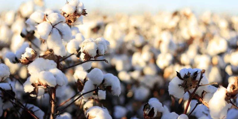 Cotton Prices Rise as Lower Acreage and Global Market Strength Support Domestic Rates